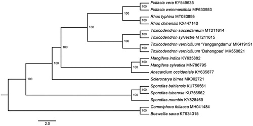 Figure 1. The maximum-likelihood (ML) phylogenetic tree reconstructed based on cp genome sequences of 15 Anacardiaceae species and two outgroups from Burseraceae. The bootstrap support value is labeled for each node.