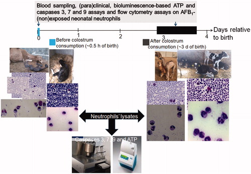 Figure 1. Experimental design. Bovine and camelid neonatal PMN (isolated before vs. after colostrum consumption) were exposed to AFB1 (10 ng/ml) for 24 h. Comparative (para)clinical and hematological evaluations. Eosin/Giemsa staining of isolated PMN and whole blood smears. Magnification 1000×.