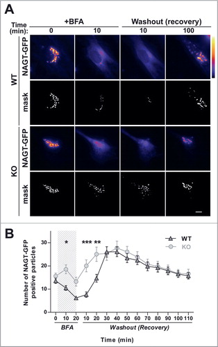 Figure 4. Accumulation of PrPc in the Golgi apparatus in VAMP7 KO MEFs (A and B) MEFs KO for VAMP7 and WT, overexpressing (B) or not (A) GFP-VAMP7 were fixed and immunostained with anti-PrPc and anti-GolginA4 antibodies. GFP-VAMP7 is false-colored in blue to simplify visualization. Dotted-line boxes represent magnification region displayed at the bottom of each panel. (C) For each cell, ratio between mean intensity of PrPc signal in Golgi region (obtained via a Golgin A4 mask) and total cell PrPc signal (cell mask) was calculated and represented as box plots. Data shown are from 3 independent experiments, using a total of 3WT and 3KO culture with 25 cells per embryo. Bar, 20 μm. Significance was determined by one-way ANOVA test with Bonferroni's post-test. ***: P < 0.001.