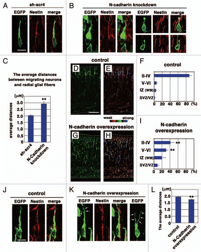 Figure 1 Effects on N-cadherin knockdown or overexpression on the locomotion mode of neuronal migration. (A, B, J and K) The morphologies of N-cadherin knockdown or overexpressing locomoting neurons in the intermediate zone of E17 cerebral cortices. The neurons were electroporated with the following plasmids plus pCAG-EGFPCitation19 at E14; Neurons in (A, B, J and K) were electroporated with control scrambled short hairpin RNA (sh-scr4: the negative control vector of pSilencer3.1-H1-neo, Ambion), short hairpin RNA for N-cadherin (NC-sh1023),Citation15 control vector (CAG-MCS2, 10 µg/µl),Citation25 or N-cadherin-expressing vector (CAG-human N-cadherin, 10 µg/µl),Citation23 respectively. Green and red represent immunostaining signals for EGFP or Nestin, a marker for radial glial fibers, respectively. Arrows in (K) indicate branched leading processes. In utero electroporation and immunohistochemistry were performed as described previously in references Citation15 and Citation19. (C and L) The distance between the center of the cell soma of the cells with one thick process in the intermediate zone and the nestin-positive radial glial fiber to which they attach were deduced by Leica SP5 confocal microscopy. Each bar represents the average distance ± SEM. The average distance was significantly increased in N-cadherin-knockdown conditions (sh-scr4: 2.03 ± 0.07 µm, NC-sh1023: 2.92 ± 0.19 µm, p < 0.0001, t-test), whereas it was slightly but significantly decreased in N-cadherin-overexpression (control vector: 1.95 ± 0.04 µm, CAG-N-cadherin: 1.75 ± 0.05 µm, p < 0.01, t-test). (D–I) Cerebral cortices at P0, electroporated with control vector (CAG-MCS2, 10 µg/µl)Citation25 or N-cadherin-expressing vector (CAG-human N-cadherin, 10 µg/µl),Citation23 plus pCAG-EGFP at E14. EGFP fluorescent signals were shown as green in (D and G) or different colors as indicated by the color bar in (E and H). The graphs in (F and I) show the estimation of cell migration, which was carried out by recording fluorescence intensities of EGFP in distinct regions of the cerebral cortices using Leica SP5 software. Each bar represents the mean percentage of relative intensity ± SEM. n = 4 brains. The quantification method was described previously in references Citation14 and Citation19. II–IV, layers II–IV of the cortical plate; V–VI, layers V–VI of the cortical plate; IZ, intermediate zone; WM, white matter; SVZ/VZ, subventricular zone/ventricular zone. Scale bars: (in A) A, B, 10 µm; (in D) D, E, G and H, 200 µm; (in J) J and K, 10 µm.