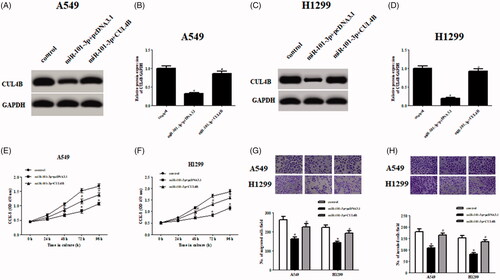 Figure 4. CUL4B overexpression abolished the effects of miR-101-3p on NSCLC cells. (A–D) Protein expression levels of CUL4B after transfection with CUL4B-overexpressing plasmid in miR-101-3p transfected A549 and H1299 cells. (E–H) Cell proliferation, migration and invasion of A549 and H1299 cells were measured using CCK-8 assay and Transwell assay, respectively. *p < .05 vs. control; #p < .05 vs. miR-101-3p + pcDNA3.1.