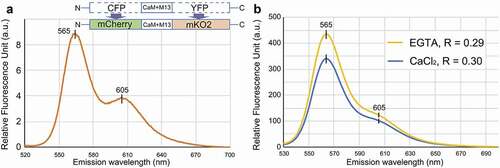 Figure 1. In vitro spectrometric analysis of the green light-excitable calcium sensor purified from an E. coli expression system. A. The emission spectrum of the engineered protein excited with 510 nm shows two peaks at 565 nm and 605 nm. The diagrams indicate the construct of the proposed FRET system. CFP and YFP was replaced with mCherry and mKO2, respectively. CaM+M13 is a Ca2+-sensing domain. B. The ratio (R: Em 605nm/Em 565nm) was 0.3 in saturated 10 mM CaCl2 or 0.29 in the presence of a Ca2+ chelator, 1 mM EGTA