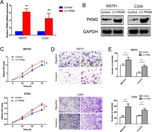 Figure S3 Effects of PKM2 overexpression on cell proliferation, migration, and invasion.Notes: PKM2 expression in two cell lines was analyzed using qRT-PCR (A) and Western blot (B). (C) The cell proliferative capacity was detected using CCK-8 assay. PKM2 overexpression promoted MS751 and C33A cell proliferation. (D, E) The migratory and invasive potentials in the PKM2 overexpression MS751 and C33A cells were evaluated using the transwell assay with or without Matrigel; representative pictures are shown. PKM2 overexpression promoted MS751 and C33A cell migration and invasion. *P<0.05, **P<0.01, ***P<0.001.Abbreviations: CCK-8 Cell Counting Kit-8; GAPDH, glyceraldehyde-3-phosphate dehydrogenase; OD, optical density PKM2, pyruvate kinase isozyme type M2; qRT-PCR, quantitative real-time polymerase chain reaction.
