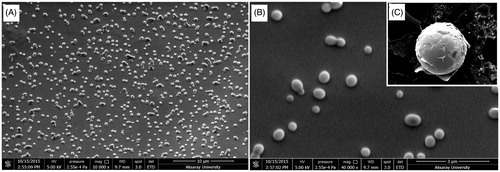 Figure 2. Scanning electron microscopy images. Morphology and dispersivity of kaempferol loaded lecithin/chitosan nanoparticles (A) ×10,000 mag. (B) ×40,000 mag. (C) ×120,000 mag.