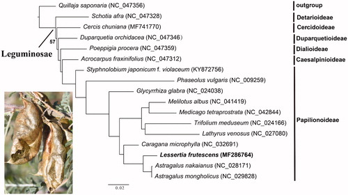 Figure 1. Maximum likelihood (ML) phylogenetic tree based on 17 chloroplast genomes. ML bootstrap values <100% are shown. The position of the newly sequenced Lessertia frutescens is shown in bold. The photograph was taken during a field collection of L. frutescens.