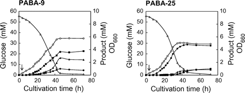 Fig. 3. Time course analysis of PABA production by strains PABA-9 and PABA-25.Note: These strains were cultivated in M9M medium at 37 °C before IPTG addition, and at 27 °C afterwards. Arrows indicate timing of the addition of IPTG for the induction of gene overexpression. Data are averages of triplicate cultures, and the maximum variation was less than 10%. Symbols: hollow circles, OD660; hollow triangles, glucose concentration; solid circles, PABA concentration; solid triangles, Phe concentration; solid squares, Tyr concentration.