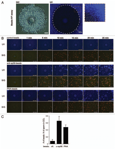 Figure 2 Bead-MIVF assay. (A) Low magnification views (left and center) of the COC in medium containing protein-coupled fluorescent beads. Images were taken by differential interference contrast microscopy (DIC) and fluorescence microscopy with an ultraviolet (UV) filter. An outer edge of the CCL (center, inset) was enlarged (right). No beads were found in the CCL, indicating that 0.5 µm polystyrene microparticles (Polysciences) cannot penetrate the cumulus matrix by free diffusion. (B) Capacitated spermatozoa were thereafter inseminated and their entry into the CCL was monitored to determine if the beads were carried by CCL-entering sperm. Beads used were control IgG beads, anti-sp56 beads and PNA beads. Photographs were taken every 5 min using fluorescence microscopy with a UV filter or a dual band-pass filter (B/G). (C) After 30 min of insemination, the fluorescent beads and sperm within the CCL were counted and the bead/sperm ratio calculated. The data are expressed as the mean ratio of beads/sperm ± SEM obtained from 4 independent experiments. Scale bars: 50 µm.