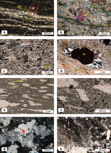 Figure 6. Micrographs collected at (a–b–c–d–g–h) crossed and (e–f) plane polarized light. Mineral abbreviations after CitationSiivola and Schmid (2007). (a) Relationships between the S1 slaty cleavage and the S2–S3 crenulation cleavages in a metasandstone (Metarenarie e Metapeliti Fm.). (b) Intertectonic epidote grain that overgrows the S1 foliation, crenulated by the S2 in the surrounding matrix, observed in a calcschist (Metacalcari, Calcescisti e Filladi Fm.). (c) Deformed quartz and calcite grains in a calcschist (Marmi di Punta Bianca Fm.) showing a shape preferred orientation parallel to the S2 foliation. (d) Face-controlled quartz strain fringes developed around euhedral pyrite grains, parallel to the S2 foliation (Metabrecce Poligeniche Fm.). (e) Flattened calcite-quartz vesicles surrounded by a greenish opaque-Ca-amphibole-chlorite matrix in a metabasalt (Metavulcaniti Fm.). (f) Relic euhedral magmatic plagioclase grain pseudomorphosed to a mix of sericite and chlorite, surrounded by a chlorite + opaque + Ca-amphibole matrix (Metavulcaniti Fm.). (g) Bulging (red arrow) of quartz in a vesicle within metabasalts (Metavulcaniti Fm.). (h) Example of the heterogeneous microstructures shown by quartzite clasts in the Anageniti Fm. Polygonal grain boundaries coexist with cracks, subgrains, trails of recrystallized quartz grains, and deformation bands.