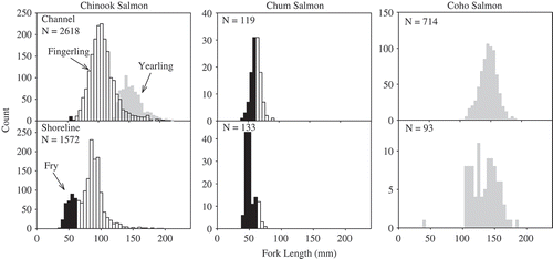 FIGURE 3. Length frequency (FL, mm) plots for Chinook Salmon, Chum Salmon, and Coho Salmon sampled from channel (top row) and shoreline (bottom row) habitats of the Columbia River estuary during April–October of 2010–2012. Shading designates the life history stage based on size at age (black bars = fry [<60 mm]; open bars = fingerling-sized subyearlings; gray bars = yearlings). Note the variation in y-axis scale.