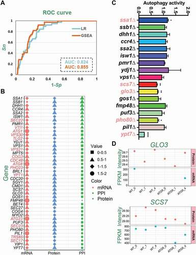 Figure 5. The prediction of potential Atg proteins and autophagy regulators from Atg9-interacting proteins. (A) The ROC curves with corresponding AUC values of initial and final models determined by LR and GSEA, respectively. (B) The 42 predicted Atg9-interacting proteins, including 15 known Atg proteins and autophagy regulators marked in red. For each protein, the values of different features were illustrated, and more details were shown in Table S5. (C) The functional screen of 17 genes with their corresponding KO mutants through the GFP immunoblotting assay. For each KO strain, the ratio between free GFP and the total amount of free GFP and GFP-Atg8 was measured and compared with the WT strain. (D) The FPKM and normalized intensity values of mRNA and protein expressions were shown for GLO3 and SCS7 in different samples if quantified, respectively. All experiments were independently repeated 3 times. Statistical analyses were conducted by using the two-sided t-test.*p-value < 0.05; **p-value < 0.01; ****p-value < 0.0001