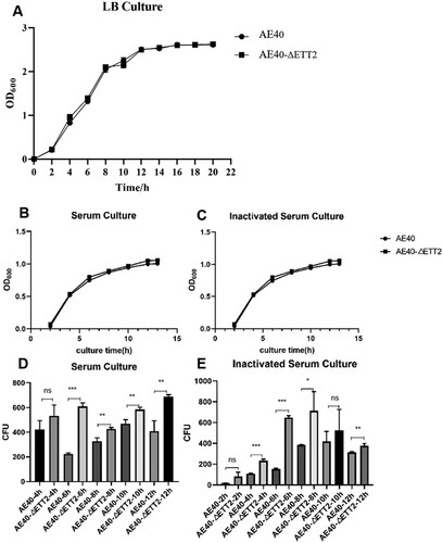 Figure 1. Growth curve of WT and ΔETT2 in (A) LB, (B) serum, (C) inactivated serum. Surviving bacteria number in (D) serum and (E) inactivated serum. Abbreviations – AE40: the wild-type APEC40 (WT); AE40-ΔETT2: ETT2 deletion mutant in APEC40 (ΔETT2).