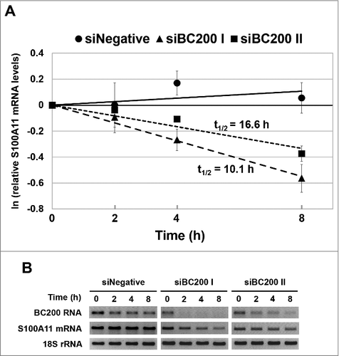 Figure 6. BC200 RNA knockdown alters the stability of the S100A11 mRNA. (A) HeLa cells were transfected with siRNAs, incubated for 24 h, and treated with actinomycin D (Final concentration: 5 μg/ml). Cells were harvested at 0, 2, 4 and 8 h after the actinomycin D treatment, and total RNA was purified and analyzed by qRT-PCR for S100A11 mRNA. The abundance of S100A11 mRNA was normalized to the amount of GAPDH mRNA in siNegative-, siBC200 I-, or siBC200 II-treated cells, and depicted as relative RNA levels after dividing with the RNA abundance in the corresponding cells before the actinomycin D treatment (mean ± SD; n = 3). (B) The total RNA was also analyzed by semi-qRT-PCR for S100A11 mRNA, BC200 RNA, and 18S rRNA.