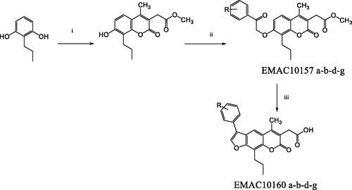 Scheme 1. Synthetic pathway to compounds EMAC10157 a-b-d-g and EMAC10160 a-b-d-g. Reagents and conditions: (i) dimethylacetylsuccinate, H2SO4 98% R.T.; (ii) α-halogeno arylketone, dry acetone, K2CO3, reflux; (iii) NaOH 1 N, reflux.