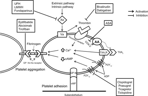 Figure 1 Platelet activation pathway and site of action of antiplatelet agents.