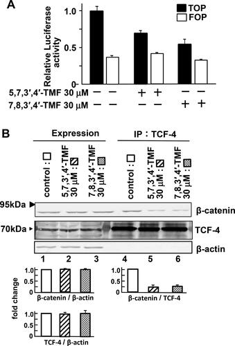 Figure 3. 5,7,3′,4′-TMF or 7,8,3′,4′-TMF inhibits TCF-dependent transcription of HCT116 cells. (A) Effects of TMFs on the activation of TCF-4. HCT116 cells transfected with pRL-SV40 reference plasmid (■ and □), TOPFLASH-Luc (■), or FOPFLASH-Luc (□) reporter plasmid were treated with DMSO (control), 30 μM 5,7,3′,4′-TMF, and 30 μM 7,8,3′,4′-TMF for 72 h. Results were measured as the ratio of firefly luciferase activity to Renilla luciferase activity and expressed as the fold-change relative to the control. Data represent the mean ± SE of three independent experiments. (B) Effects of TMFs on the formation of the TCF-4 and β-catenin complex. HCT116 cells were treated with DMSO, 30 μM 5,7,3′,4′-TMF, or 30 μM 7,8,3′,4′-TMF for 72 h. The lysates were probed with the indicated antibodies (lanes 1, 2, and 3) and immunoprecipitated with anti- TCF-4 antibodies (lanes 4, 5, and 6). IP, immunoprecipitation. Experiments were repeated three times. Protein levels of β-catenin and Tcf-4 are normalized to β-actin protein expression and presented as fold-change relative to the control. Data are presented as the mean ± SE. Results are representative of five independent experiments. Statistical analyses indicated that TMFs do not affect the expression levels of TCF-4 and β-catenin but interfere with the TCF-4 and β-catenin complex formation.