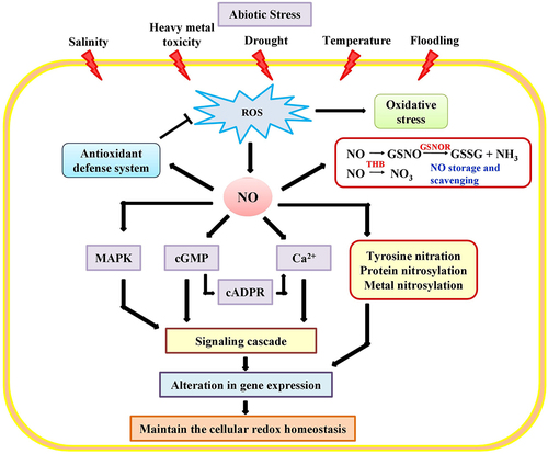 Figure 4. Regulatory role of NO in plants response to abiotic stress tolerance. NO interacts with different target molecules such as mitogen-activated protein kinases (MAPKs), cyclic guanosine monophosphate (cGMP), cyclic adenosine diphosphoribose (cADPR) and calcium (Ca2+) to counteract the ROS mediated oxidative burst in plant. As the protection against oxidative stress, NO can initiate the cascade of signaling events which altered the expression of gene and also facilitates the reestablishment of cellular redox homeostasis.