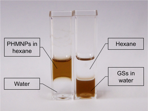 Figure S1 Solubility of PHMNPs and GSs.Abbreviations: GSs, Greek soldiers; PHMNPs, porous hollow magnetite nanoparticles.