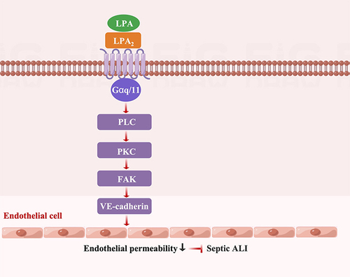 Figure 9 The protective role of LPA2 against septic ALI is mediated through the PLC-PKC-FAK signaling pathway. LPA acts through LPA2 to promote VE-cadherin expression through the PLC-PKC-FAK signaling pathway, thereby attenuating endothelial permeability, and alleviating sepsis-induced lung impairment.