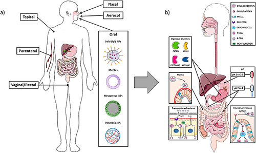 Figure 3 Schematic depiction of the different routes for nanoparticle drug delivery, particularly emphasizing oral administration and interactions within the intestinal barrier.Citation89 Figure (a) depicts various routes for nano-drug delivery (b) highlights challenges in oral delivery such as enzymatic degradation (pepsin, lipase, peptidase, amylase), mucus entrapment, and pH variations in the gastrointestinal tract. The enterocyte transport mechanisms involve transcytosis, direct passage, and paracellular routes, while M cells in the gut associated lymphoid tissue (GALT) play a role in antigen detection for immune response.