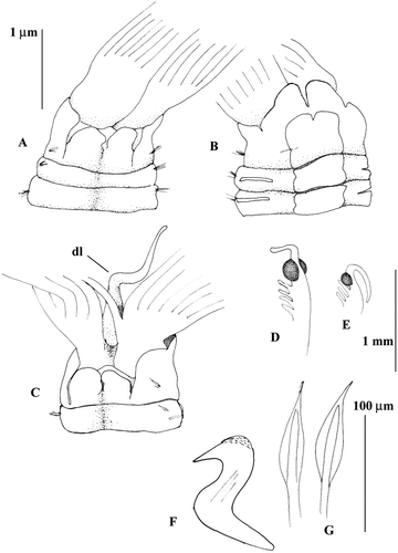Figure 7 Megalomma claparedei: A, C, anterior end, dorsal view; B, anterior end, ventral view; D, eye from the dorsalmost radiole; E, eye from another radiole; F, thoracic uncinus; G, inferior thoracic notochaetae; dl = dorsal lip.