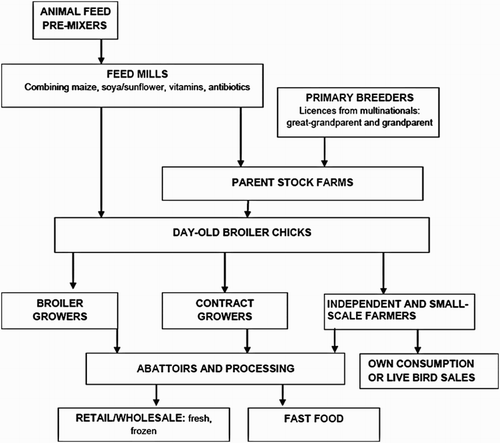 Figure 1. Poultry value chain (Source: Bagopi et al., Citation2014).