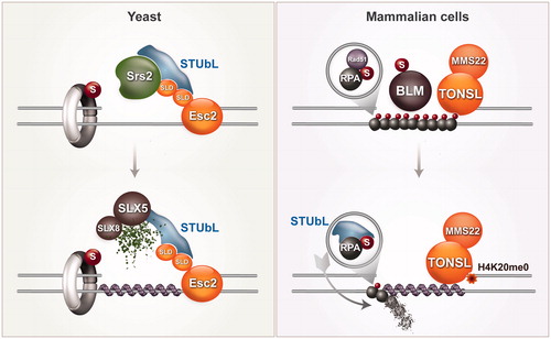 Figure 5. Schematic representation of local recombination enhancers. In budding yeast, Esc2 interacts with STUbL and Srs2, dismantling the interaction between SUMOylated PCNA and Srs2. This leads to Srs2 turnover and Rad51 nucleation. In mammalian cells, RPA and BLM SUMOylation induced by DNA damage and the TONSL–MMS22L complex are depicted to enhance recombination. STUbL promotes turnover of SUMOylated RPA, facilitating RAD51 filament nucleation. TONSL recognizes the H4K20me0 postreplicative chromatin mark, and facilitates, in the context of its interaction with MMS22L, RAD51-mediated recombination at regions of perturbed replication. A color version of this figure is available online (see color version of this figure at www.tandfonline.com/ibmg).