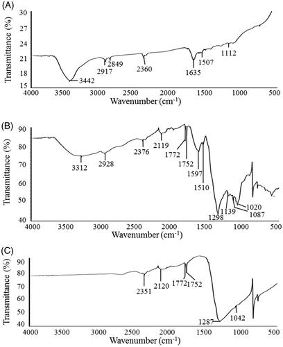 Figure 5. FT-IR spectra of biosynthesized AgNPs (A), bacterial culture supernatant (B) and silver nitrate (C).