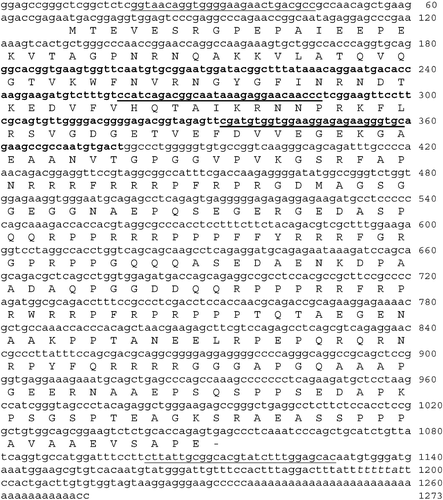 Figure 1. Nucleotide and deduced amino acid sequence of cDNA encoding RlYB2. The region of the partial clone is in bold. The regions of the specific primers used in PCR reactions are underlined. The CPE element is in italic. The stop codon is marked with a black bar.