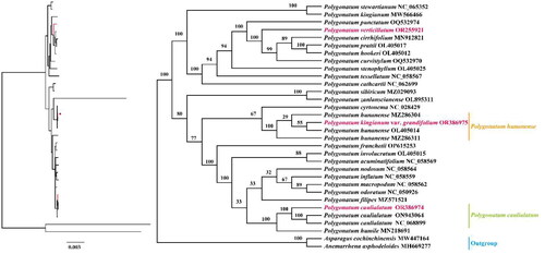 Figure 3. Maximum-likelihood (ML) phylogenetic tree of Polygonatum hunanense, P. verticillatum, P. caulialatum, and 29 Polygonatum species. The branches of the ML tree were supported using 1000 bootstrap replicates. The following sequences were used: P. stewartianum Diels (1912) NC_065352 (Wang J et al. Citation2022), P. kingianum MW566466 (Guo et al. Citation2022), P. punctatum Royle ex Kunth (1850) OQ532974 (Ji Citation2023a), P. cirrhifolium (Wall.) Royle (1839) MN912821 (Wu and Xiao Citation2022), P. prattii Baker (1892) OL405017 (Wang J et al. Citation2022), P. hookeri Baker (1875) OL405012 (Wang J et al. Citation2022), P. curvistylum Hua (1892) OQ532970 (Ji Citation2023b), P. stenophyllum Maxim. (1859) OL405025 (Wang J et al Citation2022), P. tessellatum Wang et Tang (1936) NC_058567 (Xia et al. Citation2022), P. cathcartii Baker (1875) NC_062699 (Zhao Citation2023), P. sibiricum MZ029093 (Wang J and Duan Citation2021), P. zanlanscianense OL895311 (Liu et al. Citation2022), P. cyrtonema NC_028429 (Wang S et al. Citation2023), P. hunanense MZ286304 (Ji Citation2022b), OL405014 (Wang J et al. Citation2022), P. franchetii Hua (1892) OP615253 (Wang L Citation2022), P. involucratum (Franch.et Sav.) Maxim. (1883) OL405015 (Wang J et al. Citation2022), P. acuminatifolium Kom. (1916) NC_058569 (Xia et al. Citation2022), P. nodosum Hua (1892) NC_058564 (Xia et al. Citation2022), P. inflatum Kom. (1901) NC_058559 (Xia et al. Citation2022), P. macropodum Turcz. (1832) NC_058562 (Xia et al. Citation2022), P. odoratum (Mill.) Druce (1906) NC_050926 (Du et al. Citation2020), P. filipes Merr. (1959) MZ571521 (Yan and Cheng Citation2022), P. caulialatum ON943064 (Hu et al. Citation2022), P. humile MN218691 (Lee et al. Citation2019), Asparagus cochinchinensis (Lour.) Merr. (1919) MW447164 (Sheng W Citation2021), and Anemarrhena asphodeloides Bunge (1831) MH669277 (Li et al. Citation2019).