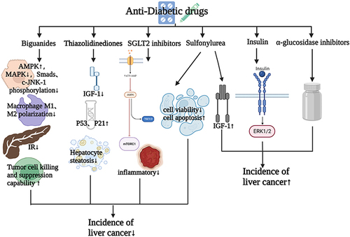 Figure 3 Effects of antidiabetic drugs on the occurrence and development of HCC.