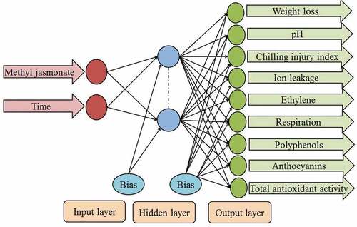 Figure 2. Artificial neural network model for prediction of quality parameters of pomegranate fruit.