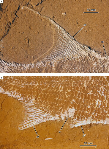 Fig. 7. Aphnelepis australis (AM F141883). A, Dorsal fin (df) showing long anterior ray with concave posterior margin of fin and ridge scales (rs) anterior to dorsal fin. B, Anal (af) and pelvic (pf) fins showing fringing fulcra with cloaca (c).