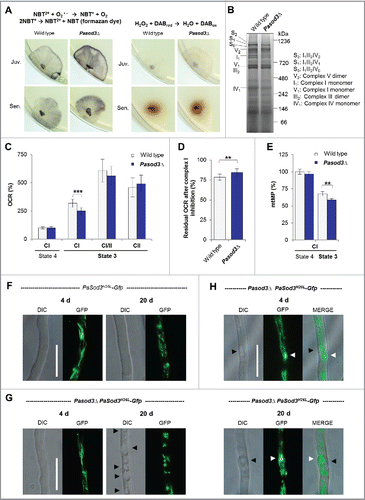 Figure 1. Increased superoxide level of Pasod3Δ leads to mitochondrial impairments. (A) Determination of superoxide and hydrogen peroxide in juvenile and senescent wild-type and Pasod3Δ strains (n = 8) by NBT and DAB staining. (B) BN-PAGE analysis of mitochondrial protein extracts from wild type and Pasod3Δ (n = 3). (C) Oxygen consumption rate (OCR) of Pasod3Δ and wild-type mitochondria (for each strain 4 mitochondrial preparations with 10 to 22 technical replicates were analyzed). (i) State 4 CI: addition of pyruvate and malate to assess complex I-dependent state 4 respiration; (ii) state 3 CI: same substrates as in (i) plus ADP to measure complex I-dependent state 3 respiration; (iii) state 3 CI/II: same as (ii) plus succinate to assess complex I/II-dependent state 3 respiration; (iv) state 3 CII: same as (iii) plus complex I inhibitor rotenone to determine complex II-dependent respiration. (D) Residual OCR after complex I inhibition with the specific inhibitor rotenone of Pasod3Δ compared with wild type (for each strain 3 mitochondrial preparations with 10 measurements). (E) Mitochondrial membrane potential (mtMP) determined by the mtMP-dependent accumulation of TMRM in the mitochondria (for each strain 2 biologic replicates with 6 technical replicates). (F)-(H) GFP-fluorescence microscopy of 4- and 20-d-old PaSod3H26L-Gfp vs. Pasod3Δ PaSod3H26L-Gfp. Black arrowhead indicates vacuoles, white arrowhead demonstrates ‘dot-like’ GFP aggregates in the proximity of vacuoles. Scale bar: 10 µm. (C) to (E) Error bars correspond to the standard deviation. DIC, differential interference contrast.