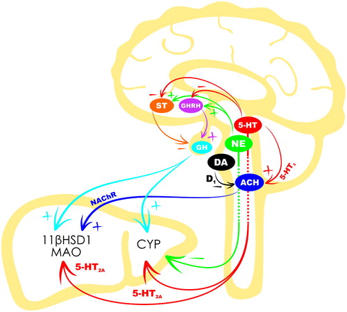 Figure 2. Regulation of hepatic glucocorticoid-metabolism enzymes by central monoamines. Dopamine (DA) neurons of the ventral tegmental area and serotonin (5-HT) neurons of the raphe nuclei innervate the dorsal nucleus of the vagus nerve. DA inhibits, and 5-HT-stimulates cholinergic (ACH) vagus efferents projecting to the liver, via dopamine-2 (D2) and serotonin-3 (5-HT3) receptors, respectively. Vagal ACH in turn stimulates hepatic 11-β-hydroxysteroid dehydrogenase type 1 (11βHSD1), most likely, via the nicotine acetylcholine receptors (NAChR). Serotonin also positively regulates somatostatin (ST) and growth hormone-releasing hormone (GHRH) secretion from the paraventricular (PVN) and arcuate (ARN) nuclei of hypothalamus, respectively. Norepinephrine (NE), originating from the locus coeruleus, induces opposite effects on the ST and GHRH. ST and GHRH are released into the hypophysial portal blood and these balance growth hormone (GH) secretion from the pituitary. GH is released into the general circulation and arrives in liver where it positively modulates 11βHSD1 and cytochrome P450 (CYP). Serotonin and NE projections incorporated in the parasympathetic and sympathetic efferents may also directly modulate hepatic CYP and monoamine oxidase (MAO). The serotonin-2A (5-HT2A) receptors may be involved in direct 5-HT regulation of CYP and MAO activity.