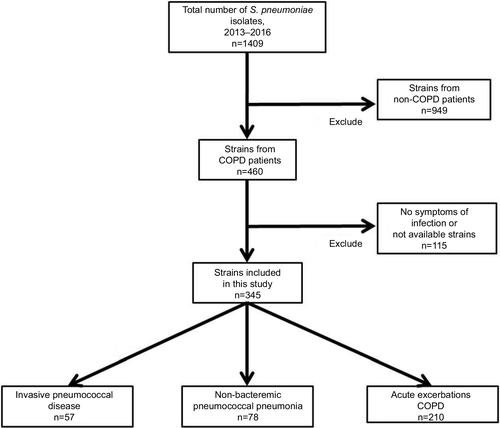 Figure 1 Flowchart representing the methodology used for the selection of Streptococcus pneumoniae isolates in patients with COPD.