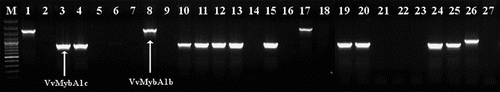 Figure 2. Detection of VvMybA1b and VvMybA1c alleles. M: DNA molecular weight marker (Fermentas GeneRuler 100 bp Ladder Plus / 3000 bp, 2000 bp, 1500 bp, 1200 bp, 1031 bp, 900 bp, 800 bp, 700 bp, 600 bp, 500 bp, 400 bp, 300 bp, 200 bp, 100 bp); Lane 1: Lisztes piros; Lane 2: Lisztes fehér; Lane 3: Bakator piros; Lane 4: Bakator tüdőszínű; Lane 5: Gohér piros; Lane 6: Gohér fehér; Lane 7: Gohér változó; Lane 8: Furmint piros; Lane 9: Furmint fehér; Lane 10: Bajor kék; Lane 11: Bajor feketefájú; Lane 12: Bajor szürke; Lane 13: Sárpiros; Lane 14: Sárfehér; Lane 15: Járdovány fekete; Lane 16: Járdovány fehér; Lane 17: Chasselas rouge; Lane 18: Chasselas blanc; Lane 19: Pinot noir; Lane 20: Pinot gris; Lane 21: Pinot blanc; Lane 22: Traminer red; Lane 23: Traminer; Lane 24: Merlot; Lane 25: Merlot gris; Lane 26: Delaware red; Lane 27: Delaware white.