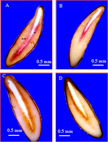 Fig. 5 Stereomicroscope micrographs showing the in situ activity of esterase and peroxidase. (A) Localization of esterase activity in seeds imbibed in distilled water for 6 days. ∗ embryo cavity ∗∗ lateral endosperm. (B) Localization of esterase activity in seeds imbibed in 200mM NaCl for 6 days. (C) Localization of peroxidase activity in seeds imbibed in distilled water for 6 days. (D) Localization of peroxidase activity in endosperm seeds imbibed in 200mM NaCl for 6 days. Fig. 5 Micrographies obtenues sous loupe binoculaire, montrant l’activité enzymatiques de l’ésterase et de la peroxydase. (A) Localisation de l’activité estérase dans les graines imbibées dans l’eau distillée. ∗ cavité embryonnaire, ∗∗ l’albumen latéral. (B) Localisation de l’activité estérase dans les graines imbibées dans une solution de 200 mM NaCl pendant 6 jours (C) Localisation de l’activité peroxydase dans les graines imbibées dans de l’eau distillée. ∗ cavité embryonnaire, ∗∗ l’albumen latéral. (D) Localisation de l’activité peroxydase dans les graines imbibées dans une solution de 200 mM NaCl pendant 6 jours.