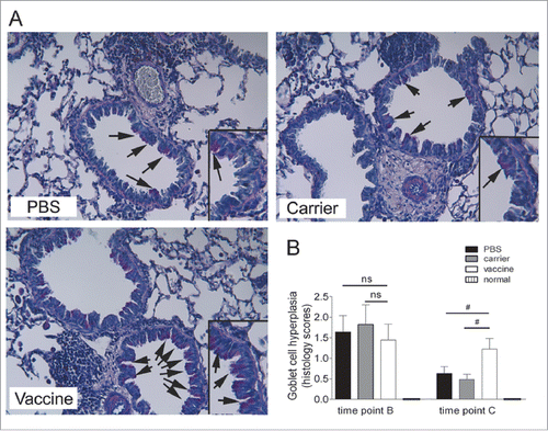 Figure 3. Sustained airway goblet cell hyperplasia was elevated significantly in mice vaccinated at 4 weeks after discontinuation of OVA challenge (interventional experiments). (A) Lung sections were stained with PAS, and the representative images are shown (original magnification, ×200). The inserts are powered magnifications showing goblet cells, and arrows point to goblet cells with pink color within the respiratory epithelium. (B) Semi-quantitative analysis. Goblet-cell abundance was measured as the percentage of PAS-positive cells in the total airway epithelia of medium-sized airways. The data are expressed as score values. The statistical analyses were performed with one-way ANOVA, followed by a Newman-Keuls multiple-comparison test. #P < 0.05; N = 6/group at time point B, and N = 8/group at time point C