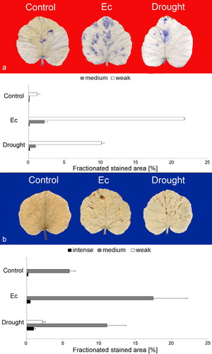 Figure 3. Histochemical detection of ROS in pumpkin leaves. Images of control, drought-stressed, and E. cichoracearum-infected (Ec) pumpkin leaves infiltrated with NBT for detection (a) and stained with DAB to detect H2O2 (b) and quantification of the stained leaf areas. The blue coloration (a) indicates the formation of insoluble formazan deposits when reacts with NBT. The brown staining (b) indicates the formation of polymerization product when H2O2 reacts with DAB. The pictures show representative leaf images. The graphs represent means±SD of three independent experiments.