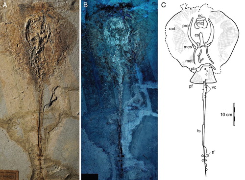 FIGURE 1. MGGC 7456, Tethytrygon muricatus (Volta, Citation1796) from the Pesciara di Bolca locality. A,B, photographs of specimen under A, natural and B, UV light; C, interpretive drawing of major anatomical structures preserved. Abbreviations: cs, cervicothoracic synarcual; mc, Meckel’s cartilage; mes, mesopterygium; met, metapterygium; nc, nasal capsules; pb, puboischiadic bar; pf, pelvic fins; pro, propterygium; rad, pectoral radials; tf, tail folds; ts, tail sting; vc, vertebral centra.