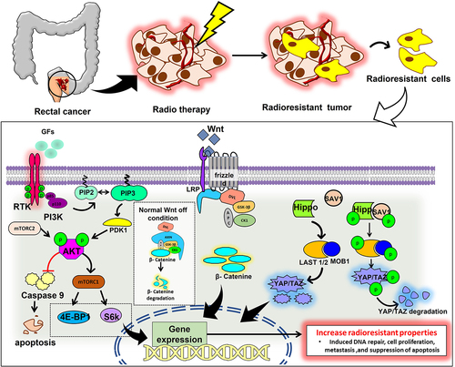 Figure 2. The diagram represents pathways associated with rectal cancer radioresistance.