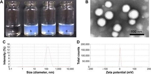 Figure 3 Characterization of Doc+LL37 NPs.Notes: (A) Photograph of water (a), blank NPs (b), Doc NPs (c), and Doc+LL37 NPs (d); (B) TEM image of Doc+LL37 NPs; (C) particle-size distribution of Doc 5%+LL37 10% NPs; (D) zeta potential of Doc 5%+LL37 10% NPs.Abbreviations: Doc, docetaxel; NPs, nanoparticles; TEM, transmission electron microscopy.