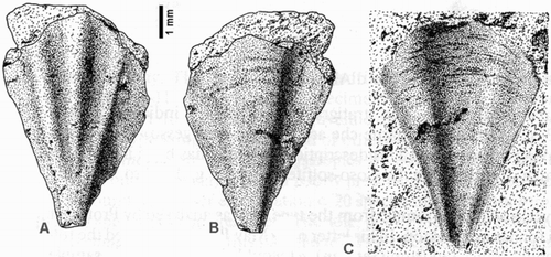 Figure 4. Clio triplicata Audenino, Citation1899; lectotype; Monte dei Cappuccini, Torino, Italy. Collection Museo Regionale di Scienze Naturali, Torino, Italy, registration number TTI 21.1.1, height of internal mould 14.6 mm. A, Dorsal view. B, Ventral view of mould. C, External cast of ventral side (after Janssen Citation1995, pl. 8, fig. 1a–c).