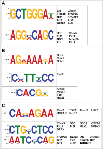 Figure 4. Characterization of the potential role(s) of DhMRs in gene expression. (A-C) Identification of DhMR-associated transcription factor sequence motifs that were predicted by the DREME suite (E-value < 10e-3) in hyper- (a), hypo- (b), and potentially functional (c) DhMRs. The putative transcription binding factors were predicted using SpaMo directly from the DREME suite and are shown next to each sequence motifs. Transcription factors associated with hyper- and/or hypo-DhMRs (a-b) that are shared between those found in the potentially functional DhMR sequences (c) are indicated by a bold font.