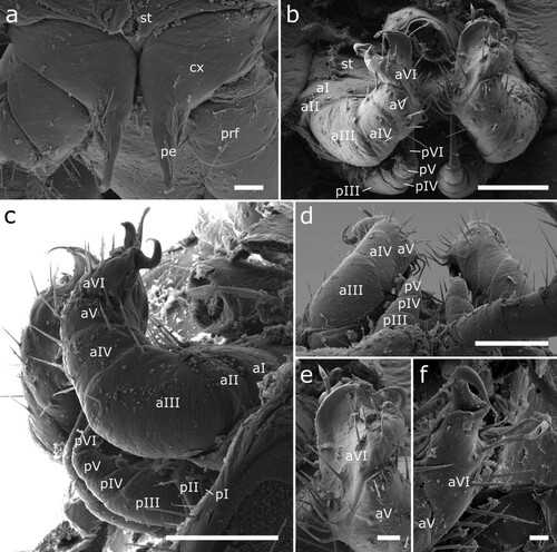 Figure 7. Siphonethus dudleycookeorum sp. nov., male holotype (ZFMK-MYR11376) from Great Britain, male sexual characters, SEM images. (a) Leg pair 2 with penes. (b) Gonopods, ventral view. (c) Gonopods, lateral view. (d) Gonopods posterior view. (e & f) detail of anterior gonopod apical podomeres. Scale: a = 20 µm, b-d = 100 µm, e = 20, f  = 10 µm. Abbreviations: aI-aVI = podomeres of anterior gonopod, cx = coxa, pe = penis, pI-pVI = podomeres of posterior gonopod, prf = prefemur, st = sternite.