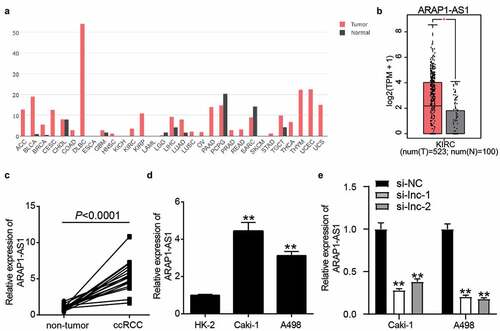 Figure 1. ARAP1-AS1 plays the key role in ccRCC. (a) The expression of ARAP1-AS1 in multiple cancers based on GEPIA analysis. (b) The expression of ARAP1-AS1 in ccRCC and normal samples based on GEPIA analysis. *, P < 0.01. (c) The expression of ARAP1-AS1 in ccRCC and non-tumor tissues from 16 patients diagnosed with ccRCC in our hospital. (d) The expression of ARAP1-AS1 in human normal renal tubular epithelial cell line (HK-2) and human ccRCC cell lines (Caki-1 and A498) by RT-qPCR. **, P < 0.001 compared with HK-2. (e) The transfection efficiency of siRNAs targeting to ARAP1-AS1 was identified by RT-qPCR. NC, negative control. si-lnc-1 and si-lnc-2 were two siRNAs of ARAP1-AS1. **, P < 0.01 compared with si-NC