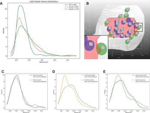 Figure 6. Quantitative analysis of droplet size and lipophagy in yeast cells from the LipoSeg pipeline output. (A) kernel density plot of droplet volume measured from 3D-rendered LDs inside and outside of vacuoles in wild-type cells (blue line), ncr1Δ cells (orange line) and npc2Δ cells (green line). Model output with LDs inside vacuoles color-coded in pink, and LDs outside of vacuoles in green (B). Labels are provided showing statistics for each droplet. The inset in (B) corresponding to the black box show one droplet inside of the vacuole in purple, and another one attaching in green. Identified LDs were separated into those outside vacuoles (“unconsumed”) and inside vacuoles (“consumed”), and their respective volume was calculated for wild-type cells (C), ncr1∆ cells (D) and npc2∆ cells (E) and plotted as kernel density plot. See main text for further details.