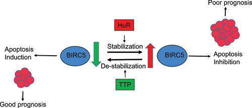 Figure 8. Schematic illustration of TTP and HuR regulation of BIRC5 and apoptosis. The RNA binding proteins TTP and HuR both bind to BIRC5 mRNA. TTP binding leads to ARE-mediated destabilization of BIRC5 mRNA and reduced expression. This eventually induces apoptosis in cells resulting in less proliferation and, thus, predicts a good prognosis. On the other hand, HuR stabilizes BIRC5 mRNA, increasing its expression leading to the inhibition of apoptosis and supporting cell proliferation. Upregulation of both HuR and BIRC5 results in a worse prognosis than BIRC5 alone.