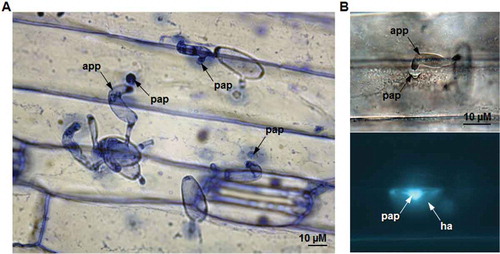 Fig. 1 (Colour online) Cell wall mediated penetration resistance associated with papilla formation in barley leaves inoculated with non-host wheat powdery mildew fungus, Blumeria graminis f. sp. tritici (Bgt). (A) Barley leaf epidermis 48 hours post inoculation with Bgt stained with aniline blue (pH 5.0) and viewed under light microscopy. (B) The callose fluorescence at the Bgt-attempted penetration site of fixed and aniline blue-stained (pH 9.5) barley leaf viewed with fluorescence microscopy (app – appressorium, pap – papilla and ha – halo).