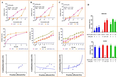 Figure 1. The cell viability of HCPT and CRI alone or in combination in H460 (A), H1975 (B), and HCC827 (C) cells as well as the toxicity to BEAS-2B and HUVEC cells (D). Cell viability was assessed by MTT assay. Cancer cells were treated with various concentrations (0, 0.001, 0.01, 0.1, 1, and 10 μM) of HCPT and CRI alone for 48 h (H460 cells) or 72 h (H1975 and HCC827 cells) (upper panel). For the middle panel, the lung cancer cells were treated with the combination of HCPT and CRI. CI values for the combination were calculated by the CompuSyn software (lower panel). HCPT (0.125 μM) combined with CRI (1, 2, 4, 8 μM) showed a synergistic effect on H460 cells. The combination of HCPT and CRI (0.5–12 μM) exhibited a synergistic effect on H1975 and HCC827 cells at the ratio of 1:10 and 1:4. IC50 was calculated by GraphPad software.